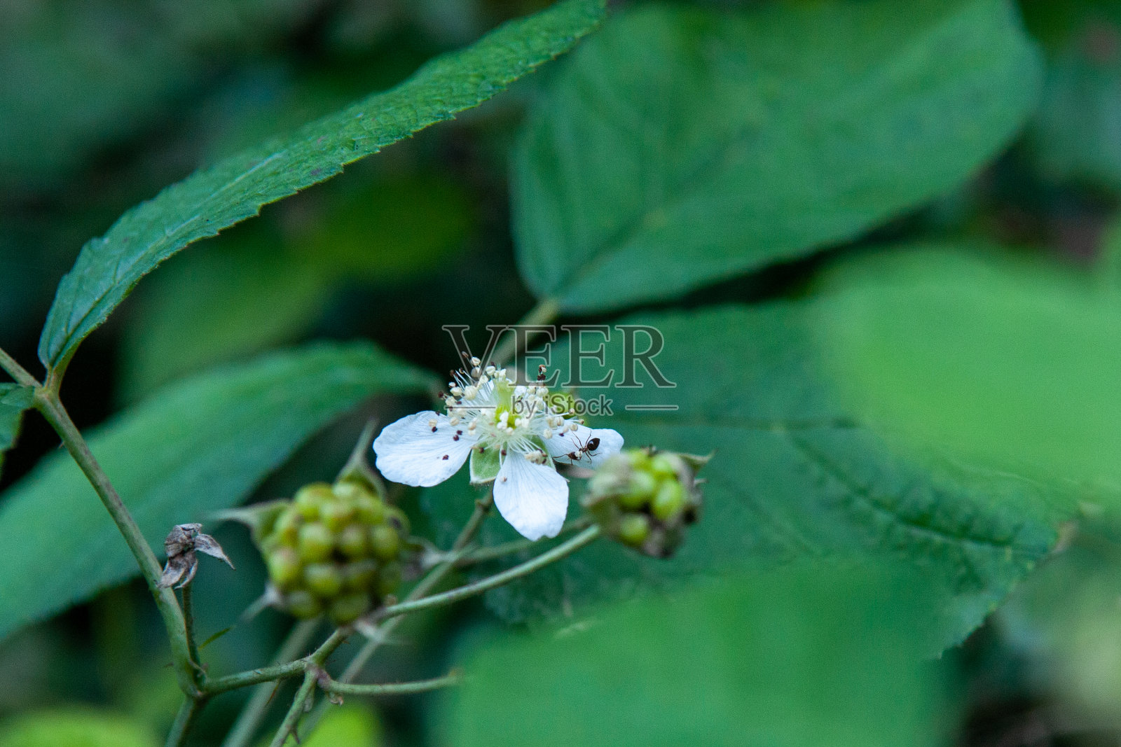 成熟和未成熟的黑莓在灌木上有选择性的焦点。一些黑莓。照片摄影图片