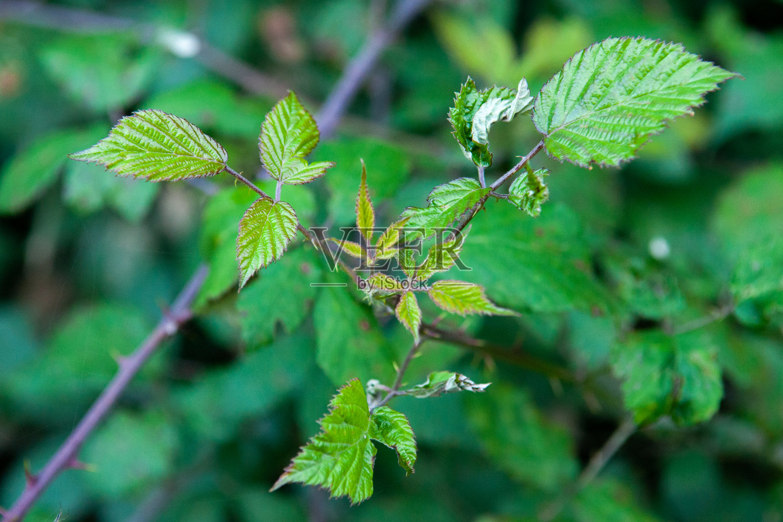 成熟和未成熟的黑莓在灌木上有选择性的焦点。一些黑莓。照片摄影图片
