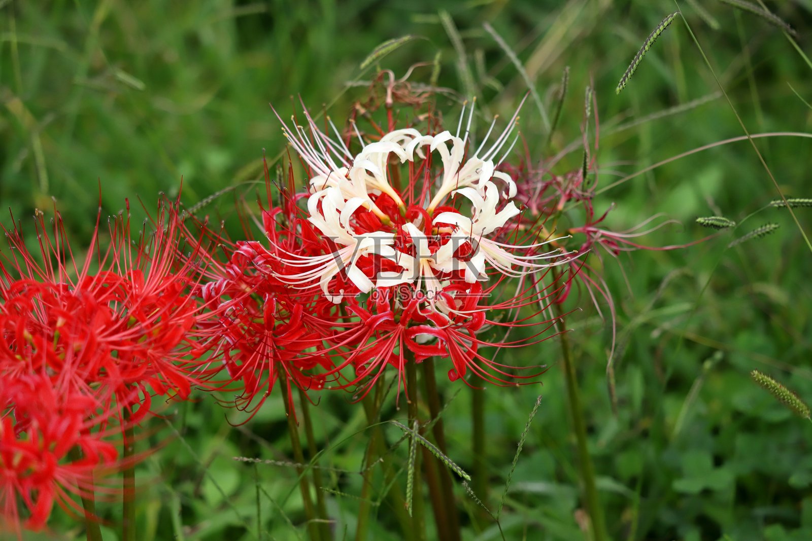 石蒜照片摄影图片