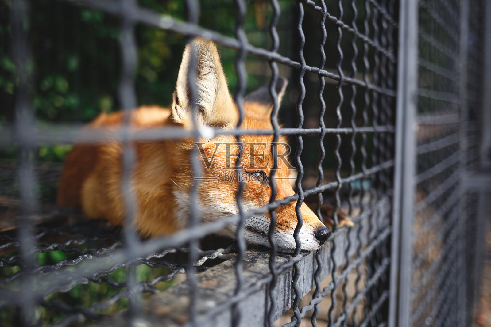 一只悲伤的狐狸的肖像照片摄影图片