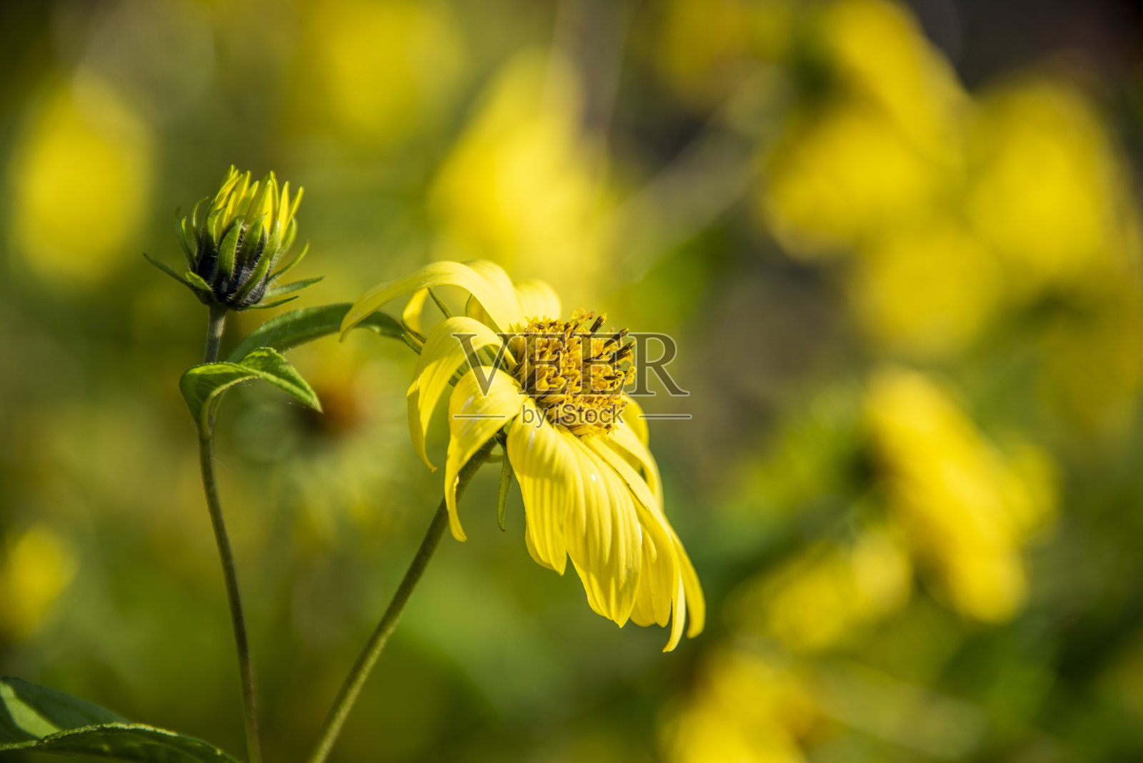 模糊的夏季背景与金盏花照片摄影图片