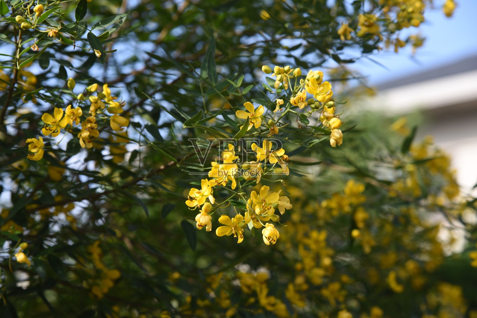 番泻花(毛茛灌木)花照片摄影图片