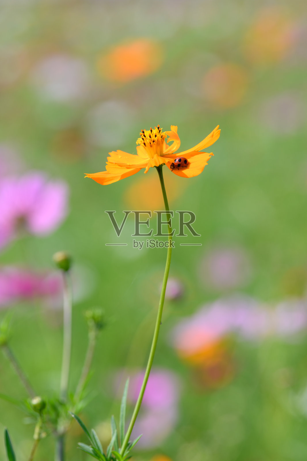 瓢虫(学名:七星瓢虫)和宇宙在秋季开花照片摄影图片