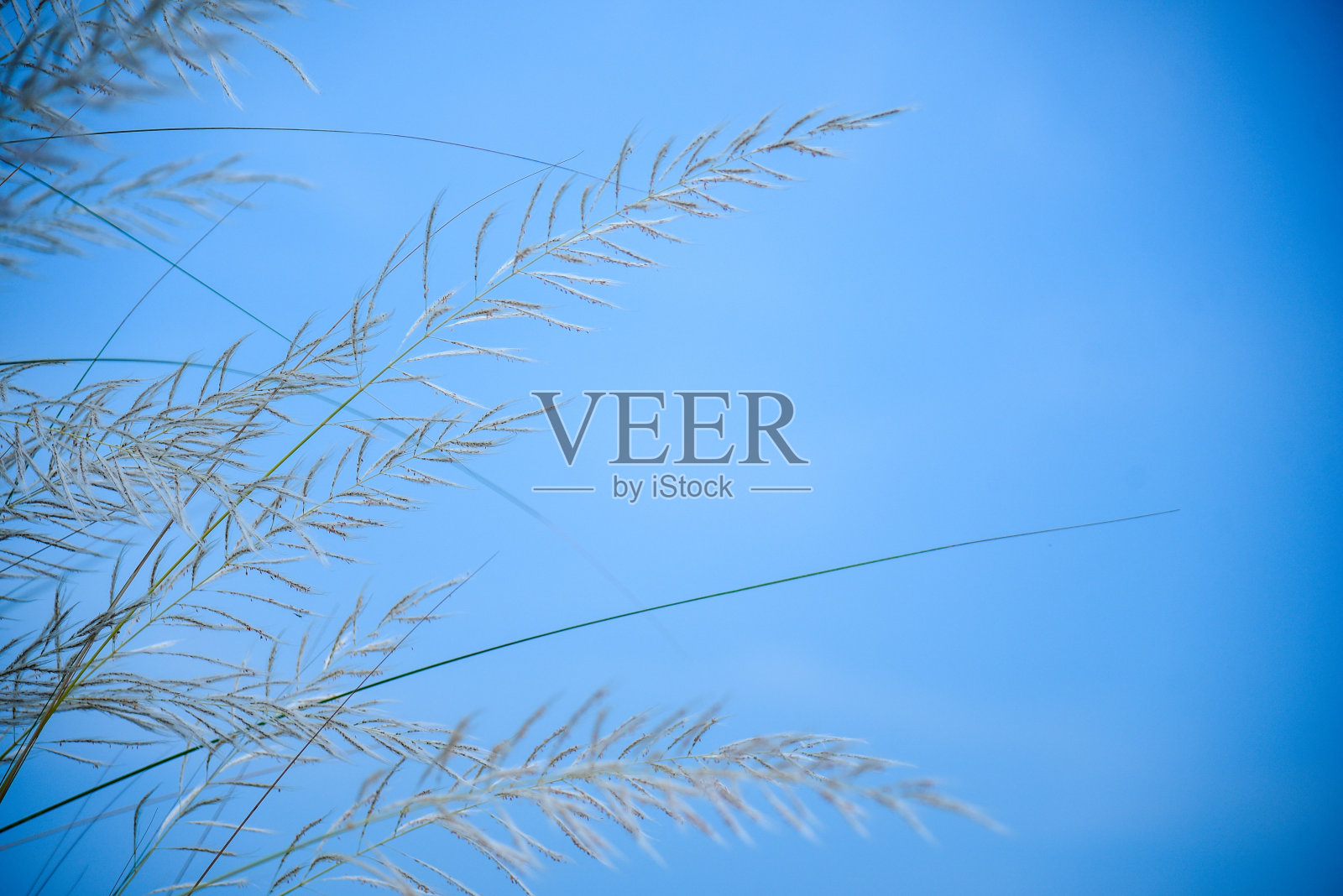 美丽的白色喀什或Kans草在印度西孟加拉在杜尔加普贾节日期间农田农田与蓝天绿色植物照片摄影图片