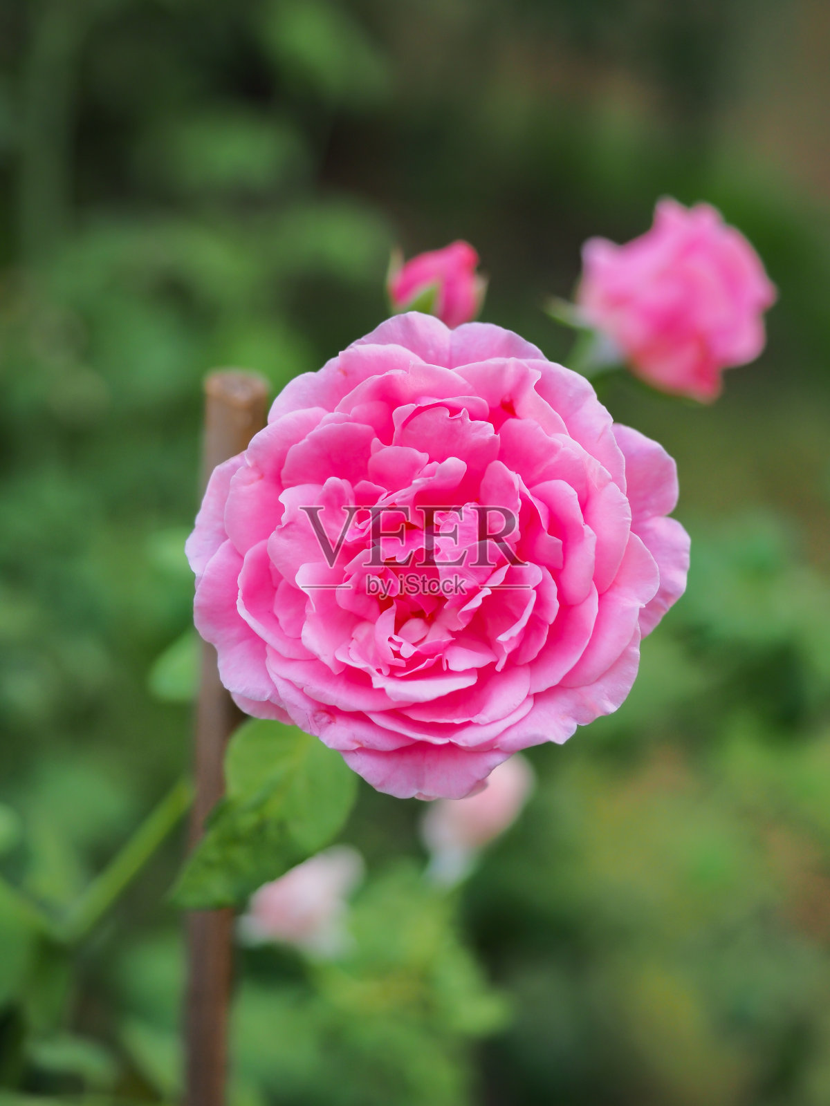 我花园里美丽的玫瑰在早晨的阳光下盛开。照片摄影图片
