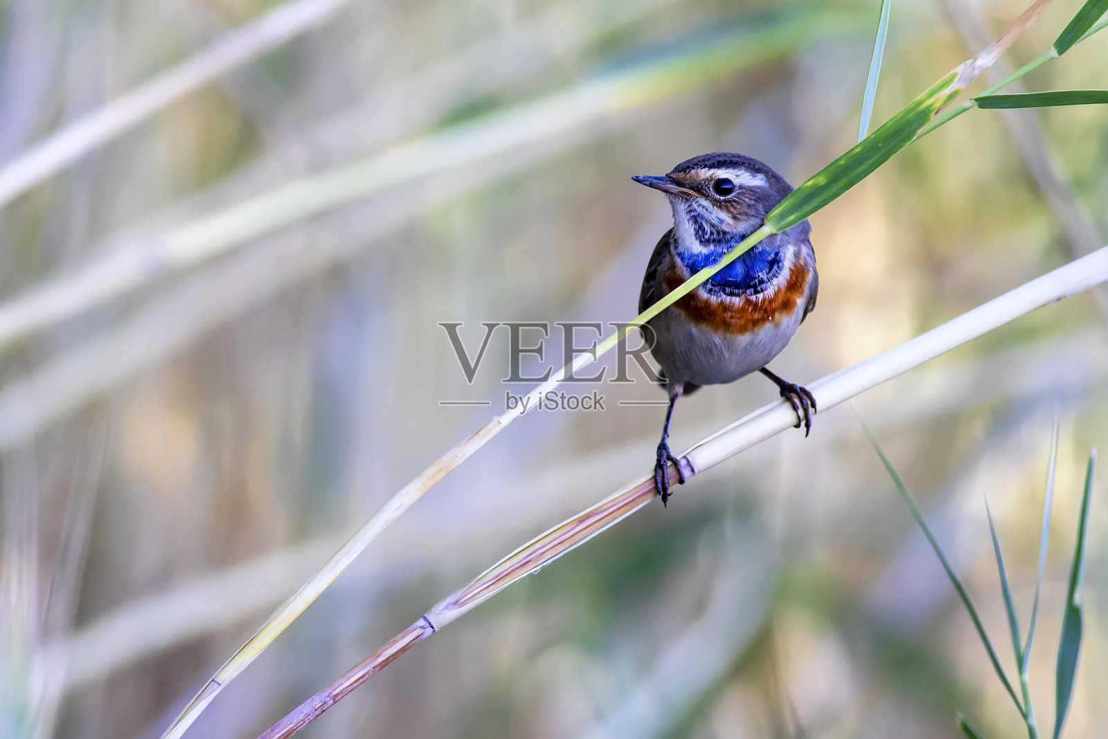 可爱的五颜六色的小鸟。自然背景。鸟:蓝喉歌鸲。Luscinia svecica。照片摄影图片