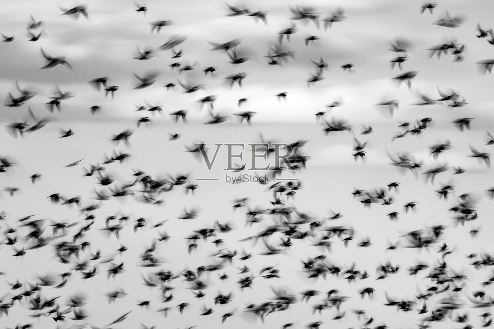 抽象的性质。模糊的鸟类飞行。天空背景。椋鸟。照片摄影图片