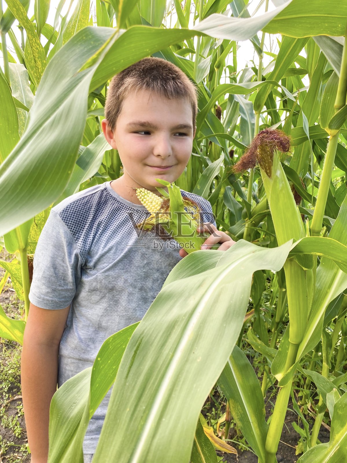 肤色浅的男孩兴高采烈地收割玉米。照片摄影图片