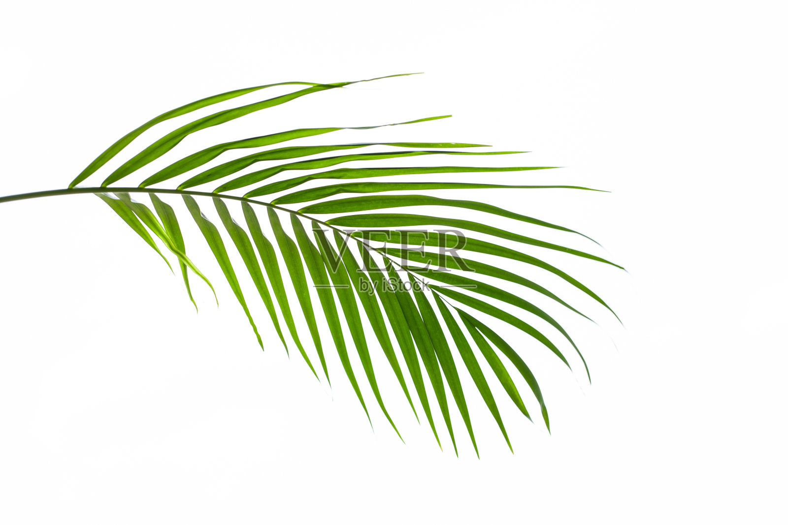 椰子的叶子孤立在白色的背景上照片摄影图片