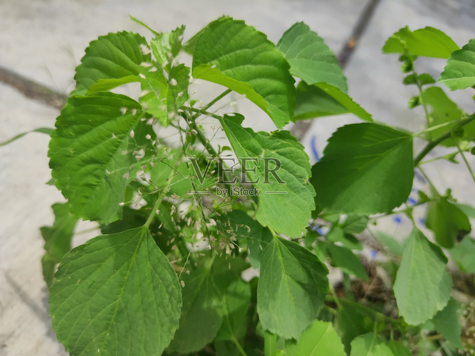 杂草照片摄影图片