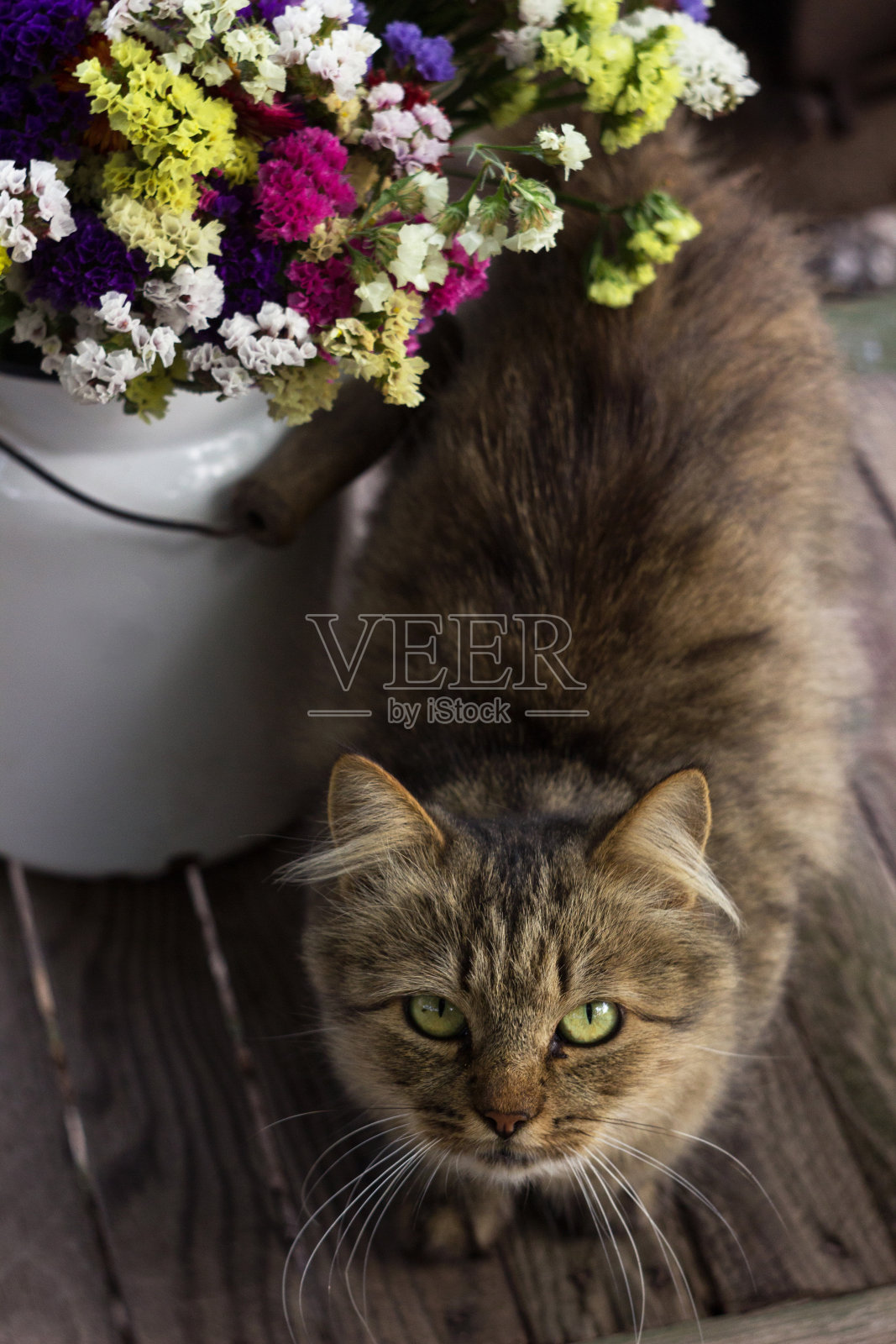 一只漂亮的浅棕色毛茸茸的绿眼睛猫坐在一个木凳上，旁边是一个装在罐头里的五颜六色的补血草。农村的概念,宠物照片摄影图片
