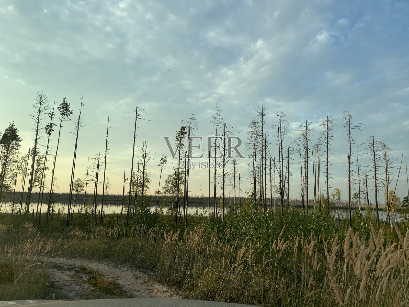 死树森林照片摄影图片