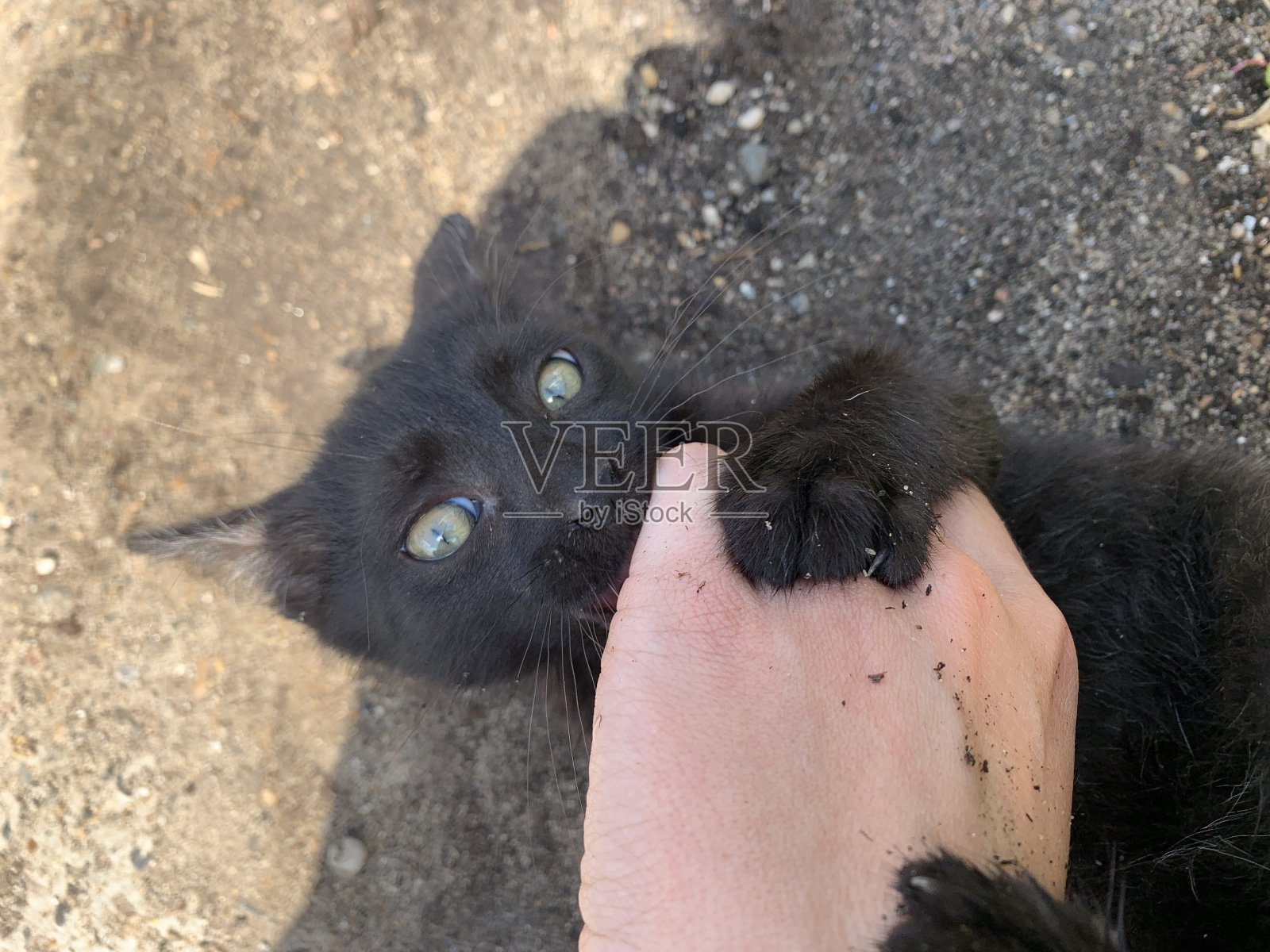 外面小小猫照片摄影图片