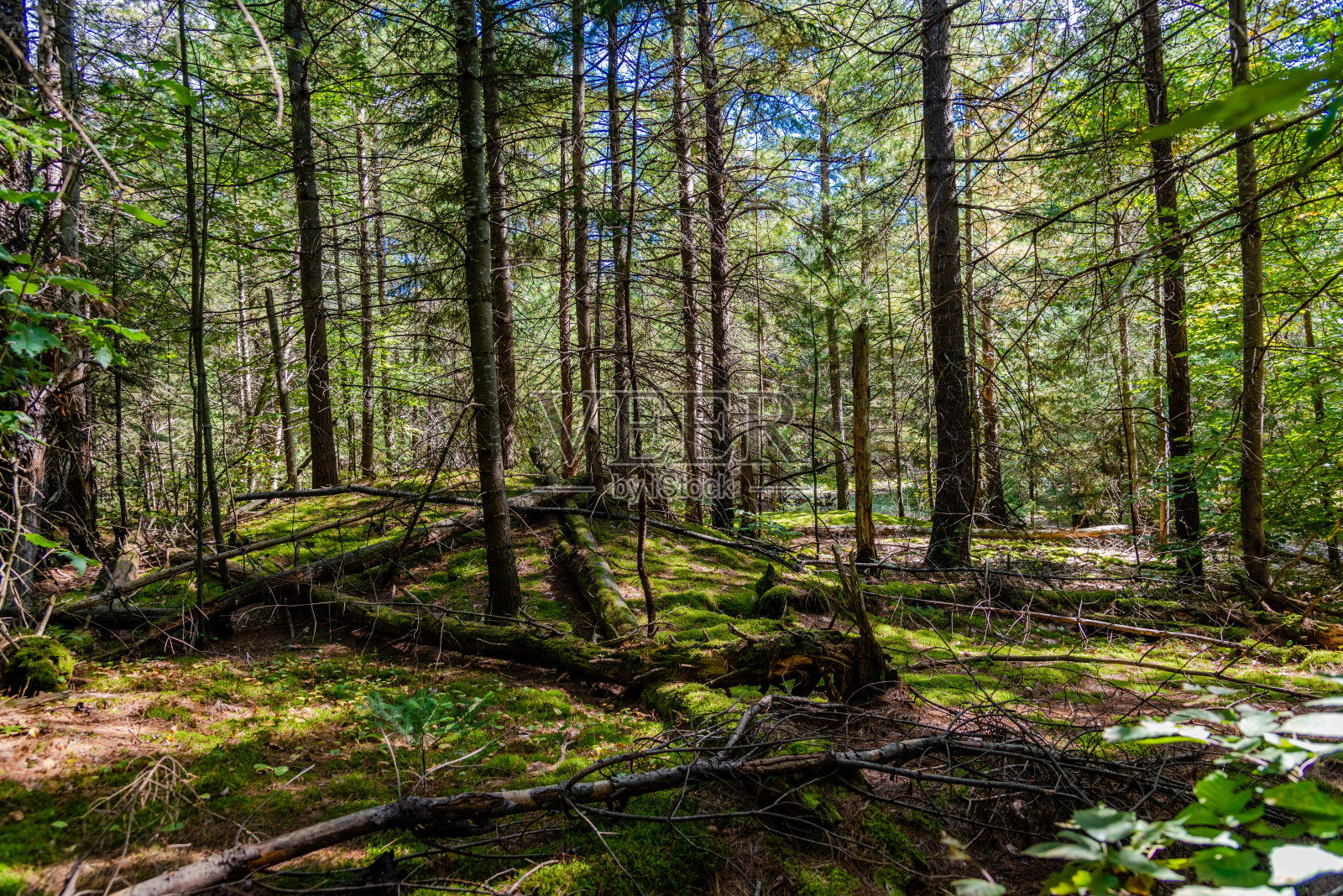 劳伦特公园和野生动物保护区照片摄影图片