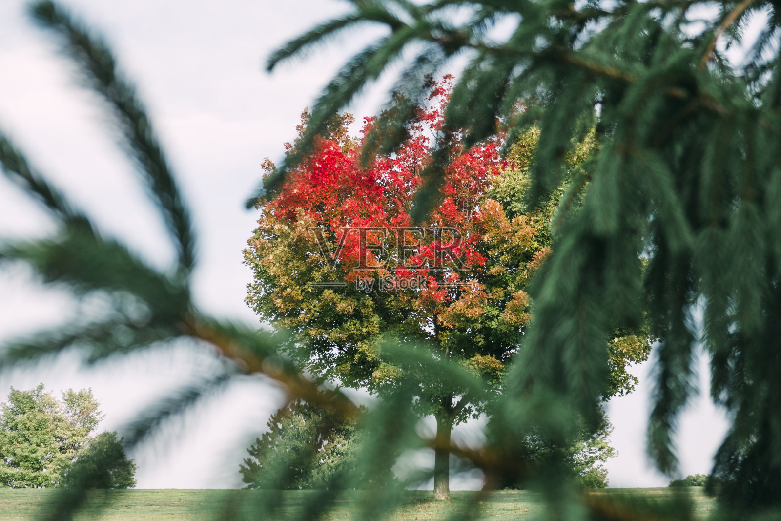 树上的叶子是红色的、橙色的和绿色的照片摄影图片