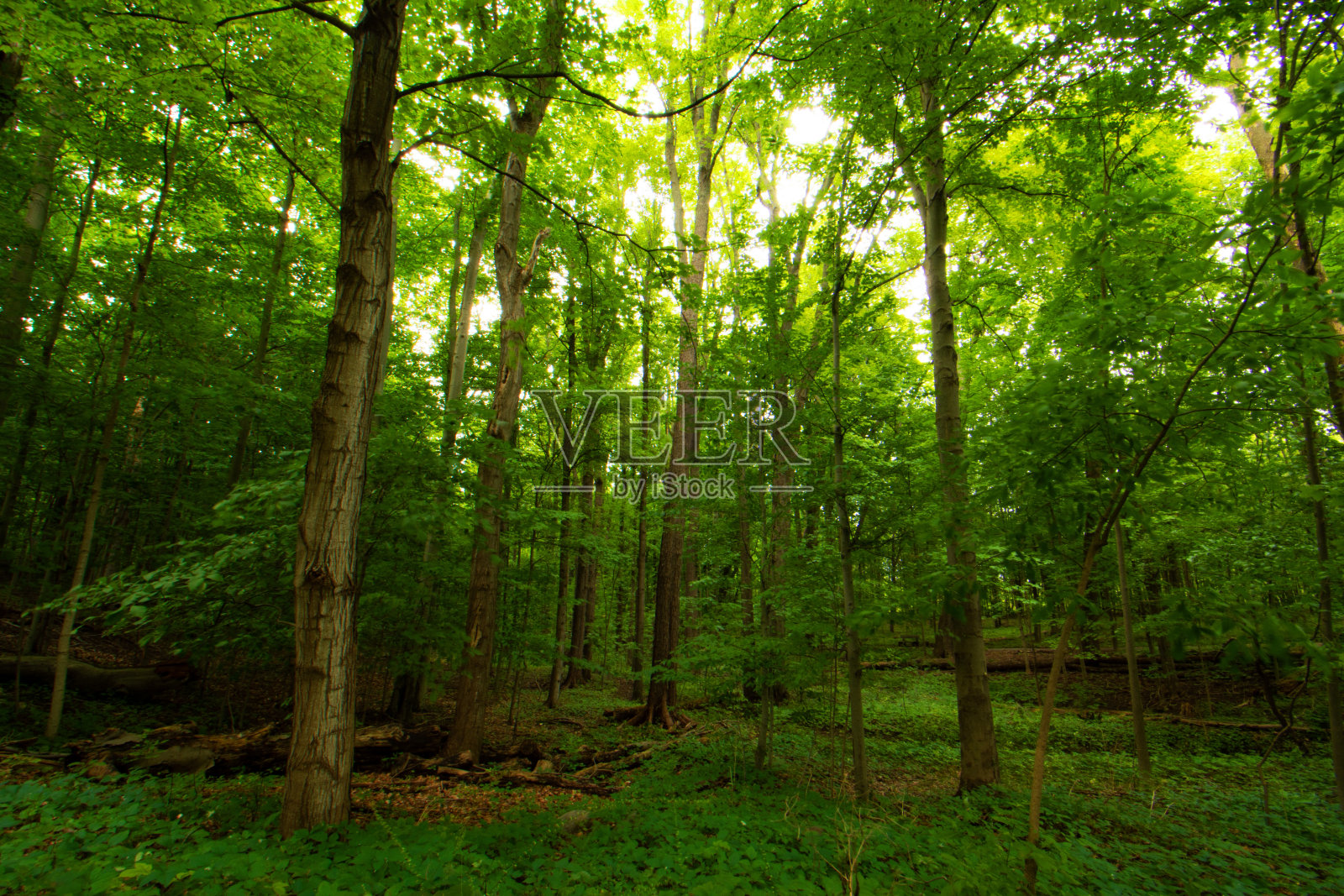 树林枝叶照片摄影图片