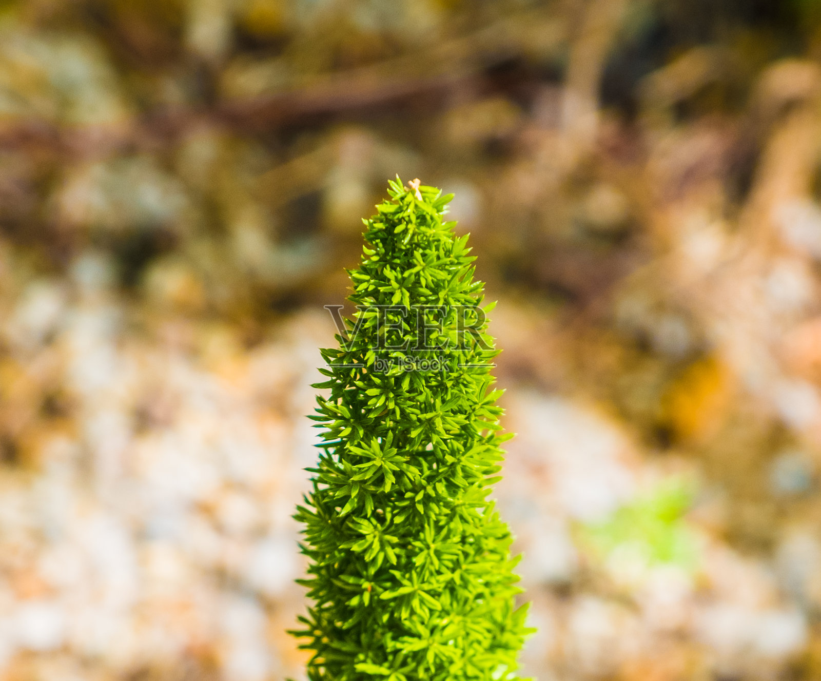 芦笋狐尾蕨照片摄影图片