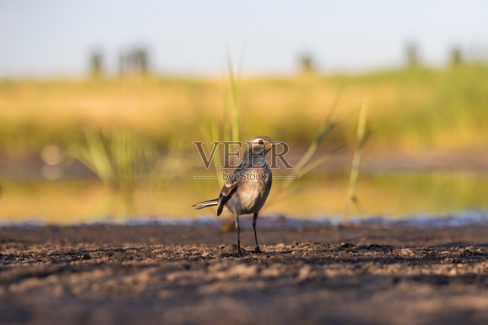 一只灰色的小鸟站在湖边照片摄影图片