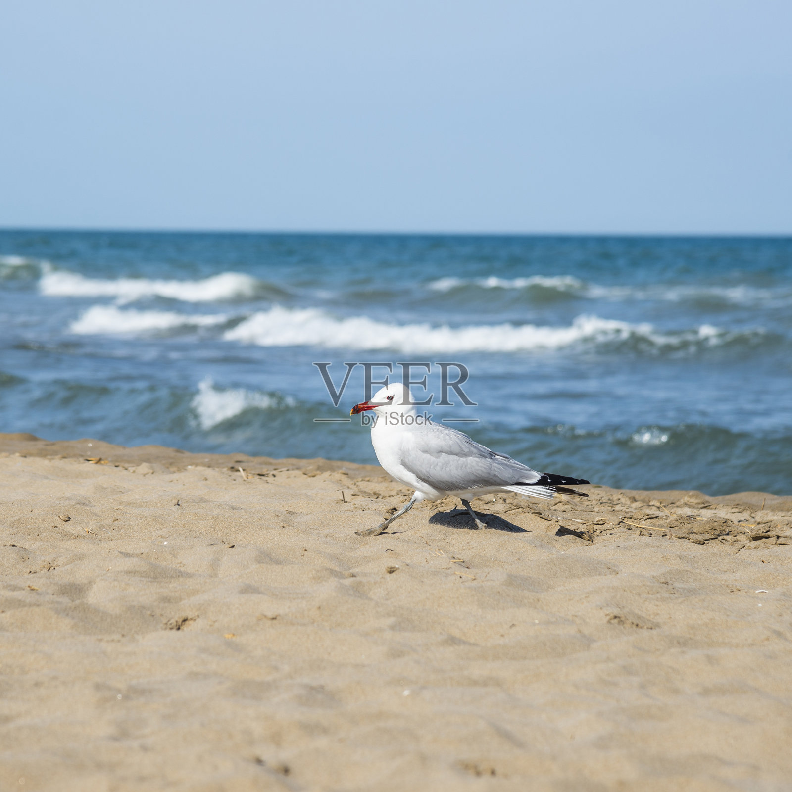 地中海沿岸的海鸥，El Trabucador照片摄影图片