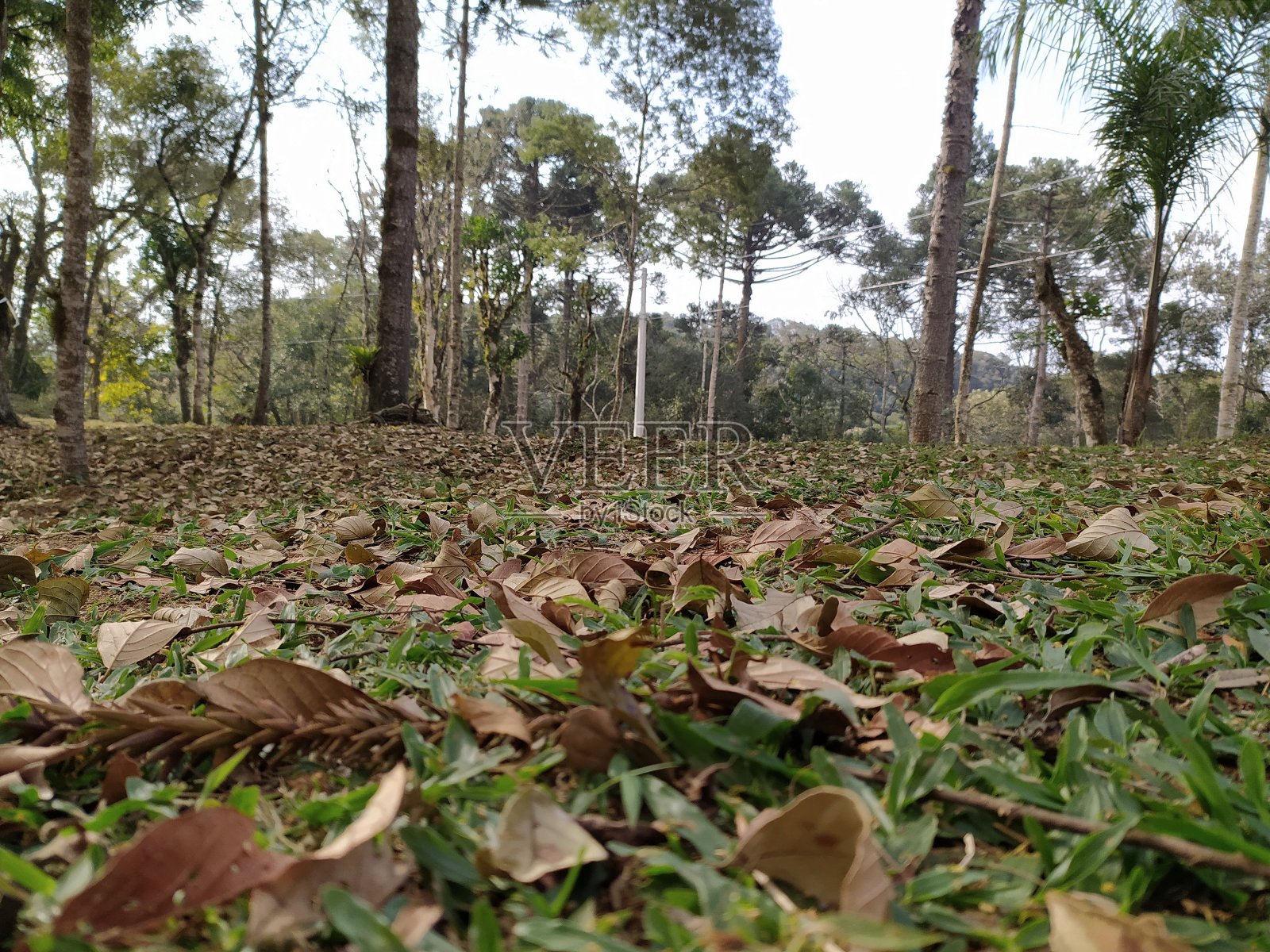 秋天照片摄影图片