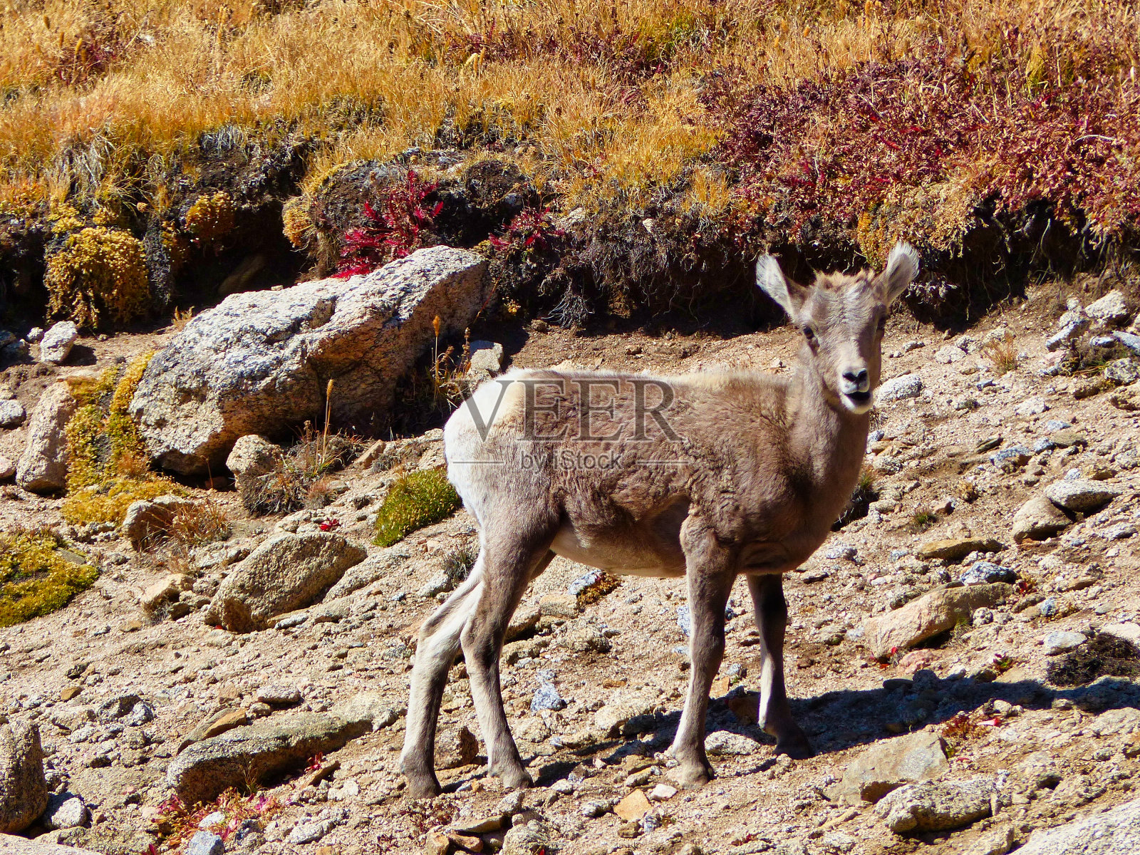 山羊盯着人类照片摄影图片