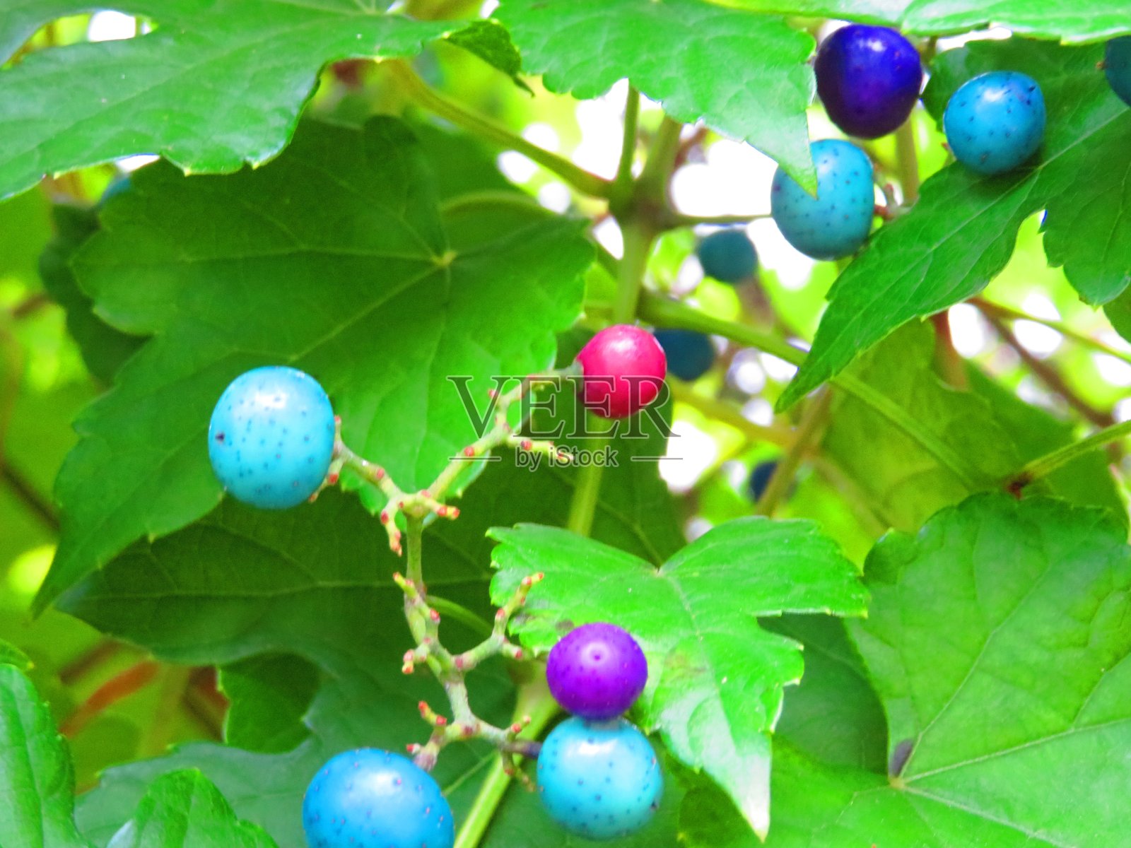 瓷浆果照片摄影图片