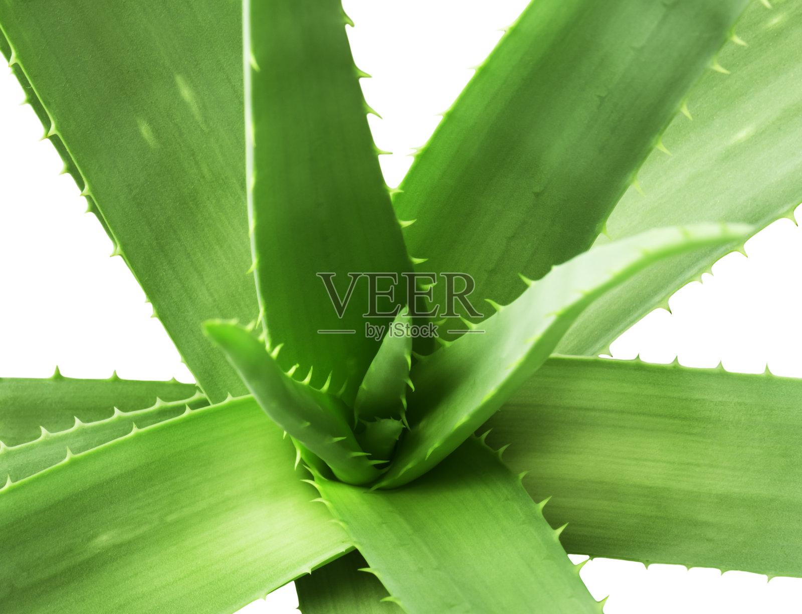 绿叶芦荟植物近处照片摄影图片