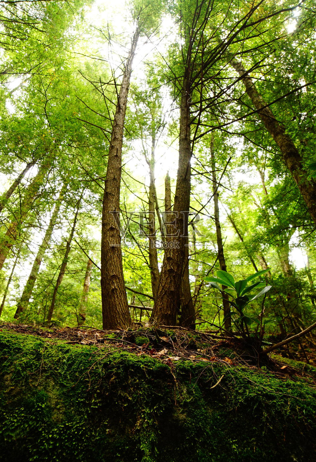 森林的树木照片摄影图片