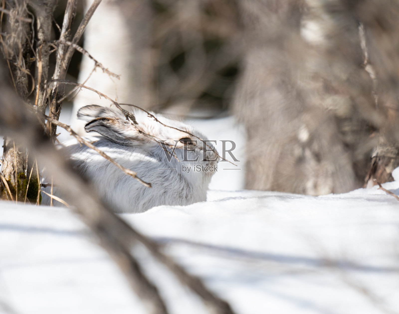 毛照片摄影图片