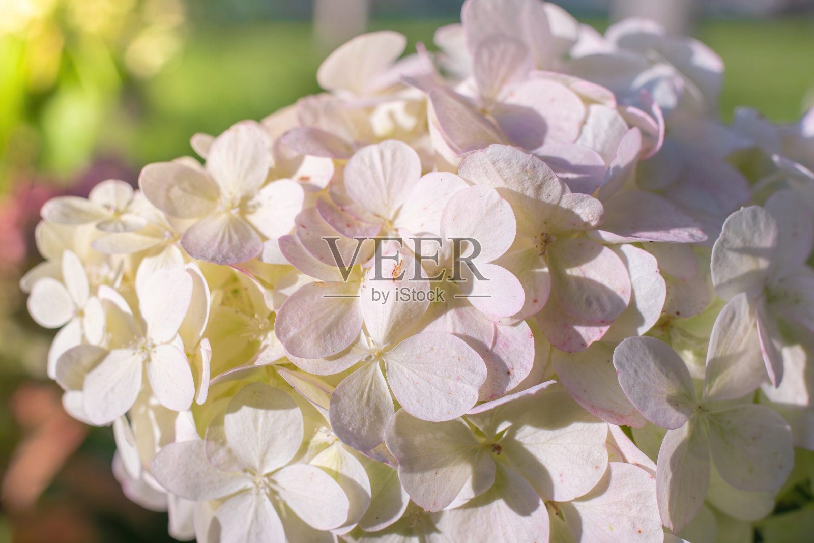 在一个阳光明媚的日子里盛开的绣球花特写。照片摄影图片