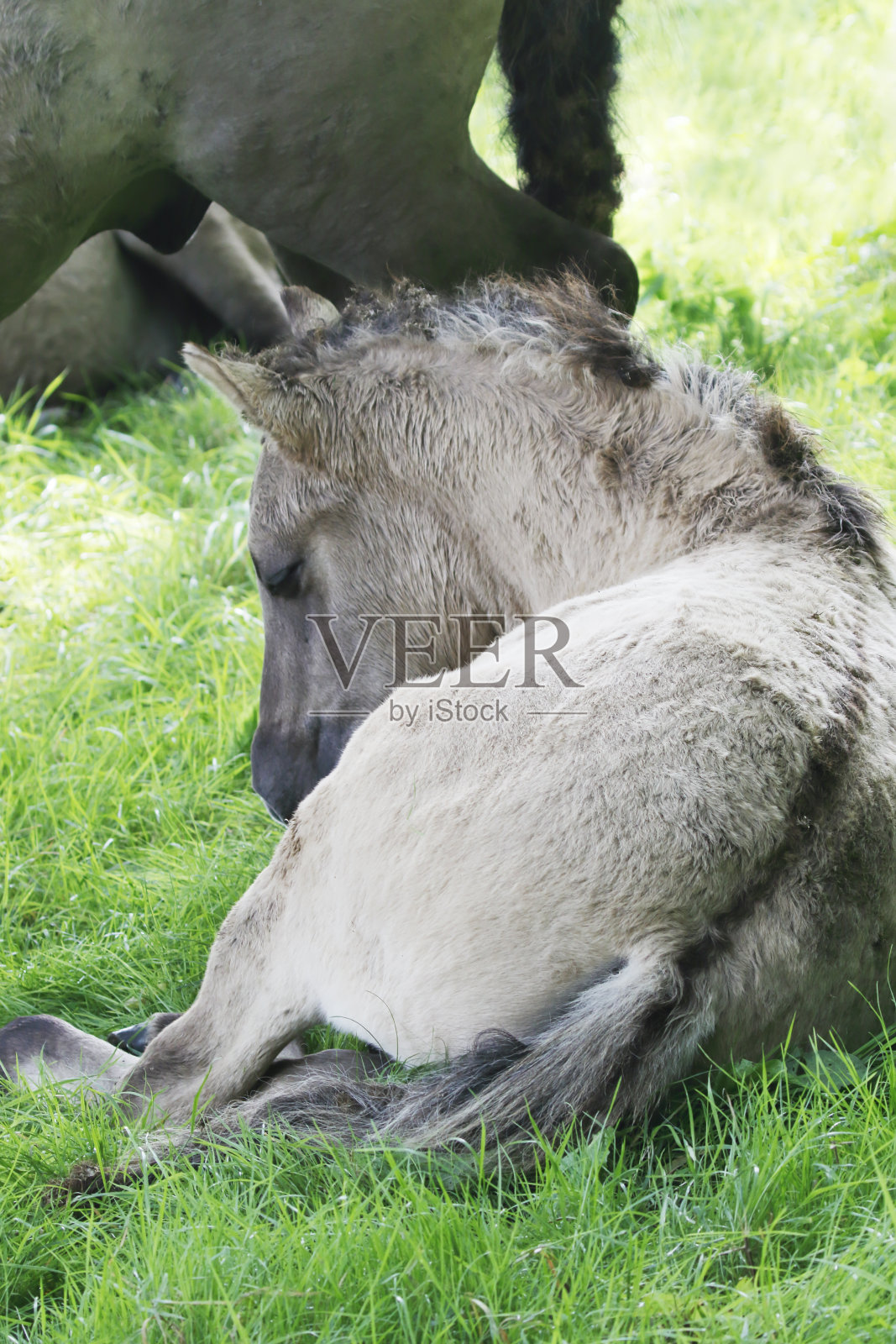 科尼克马在自然保护区(弗莱弗兰，荷兰)小马驹照片摄影图片