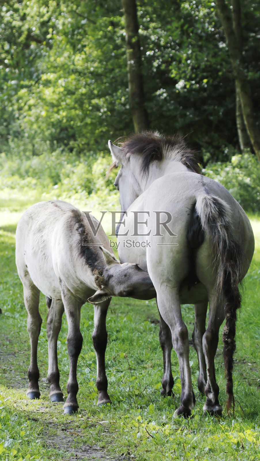 自然保护区中的柯尼克马（荷兰弗莱福兰）照片摄影图片