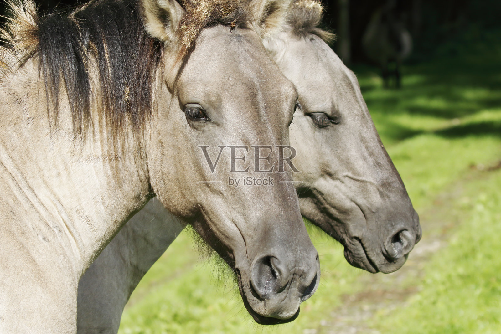 弗莱福兰自然保护区内的柯尼克马（荷兰）照片摄影图片