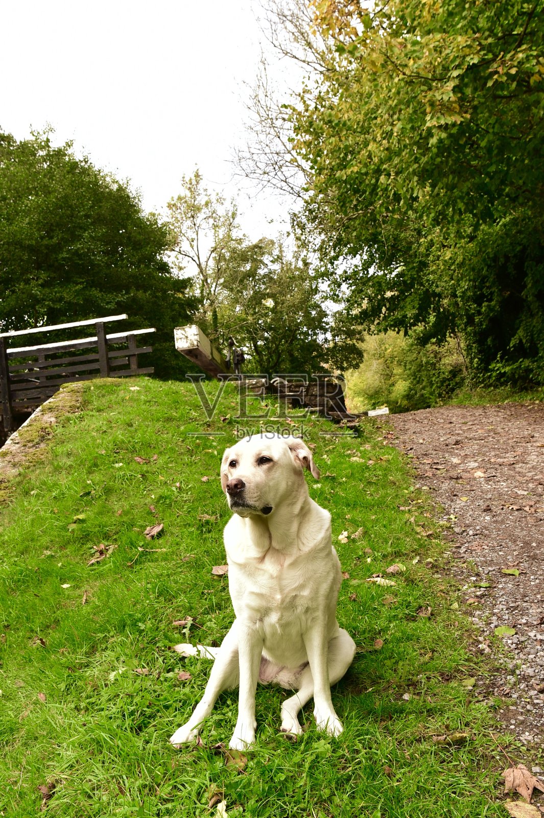 英国运河上的拉布拉多寻回犬照片摄影图片