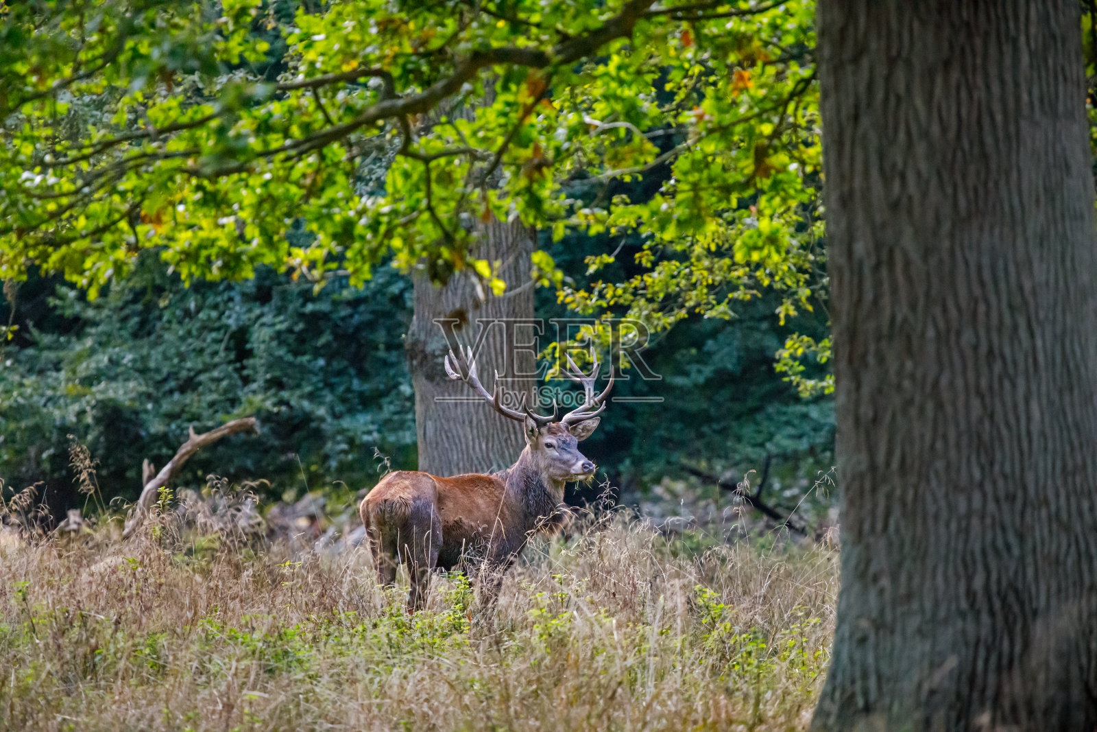 单雄马鹿照片摄影图片