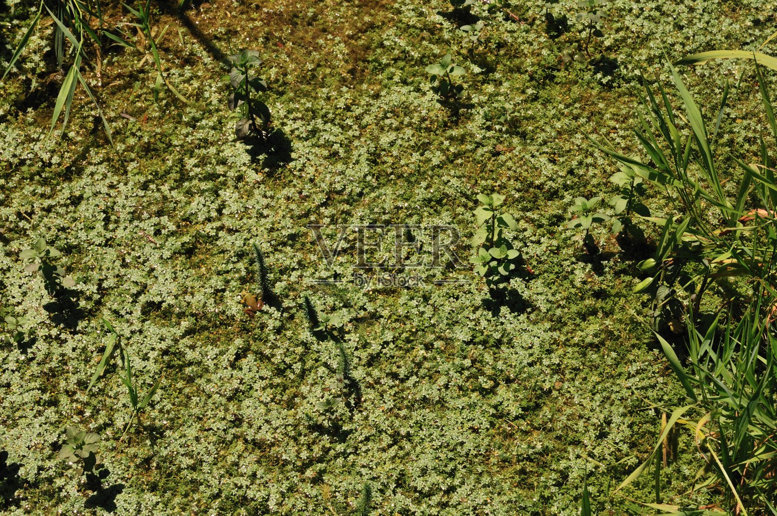 波斯达纤维诺湖自然保护区照片摄影图片