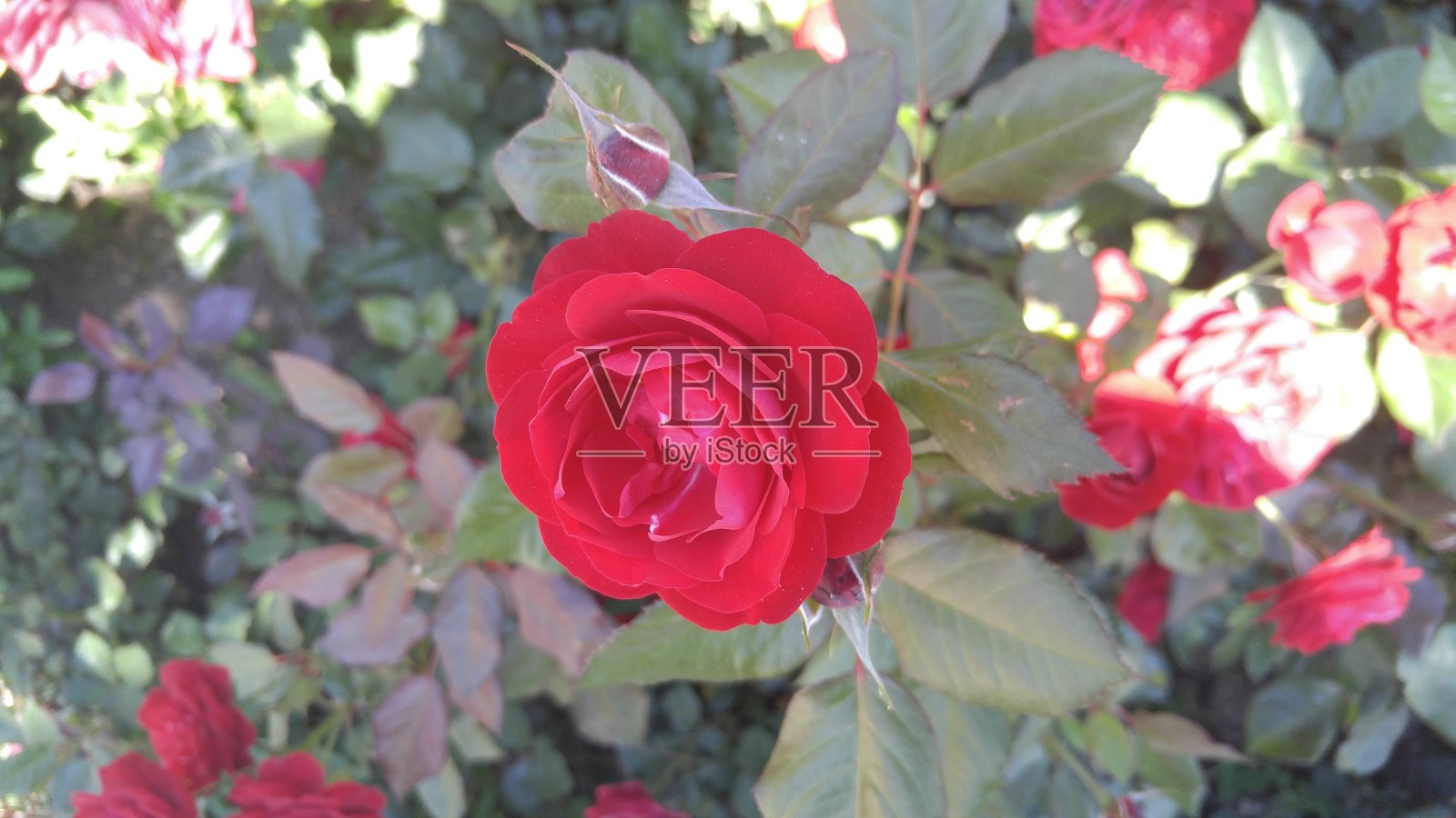 红玫瑰照片摄影图片