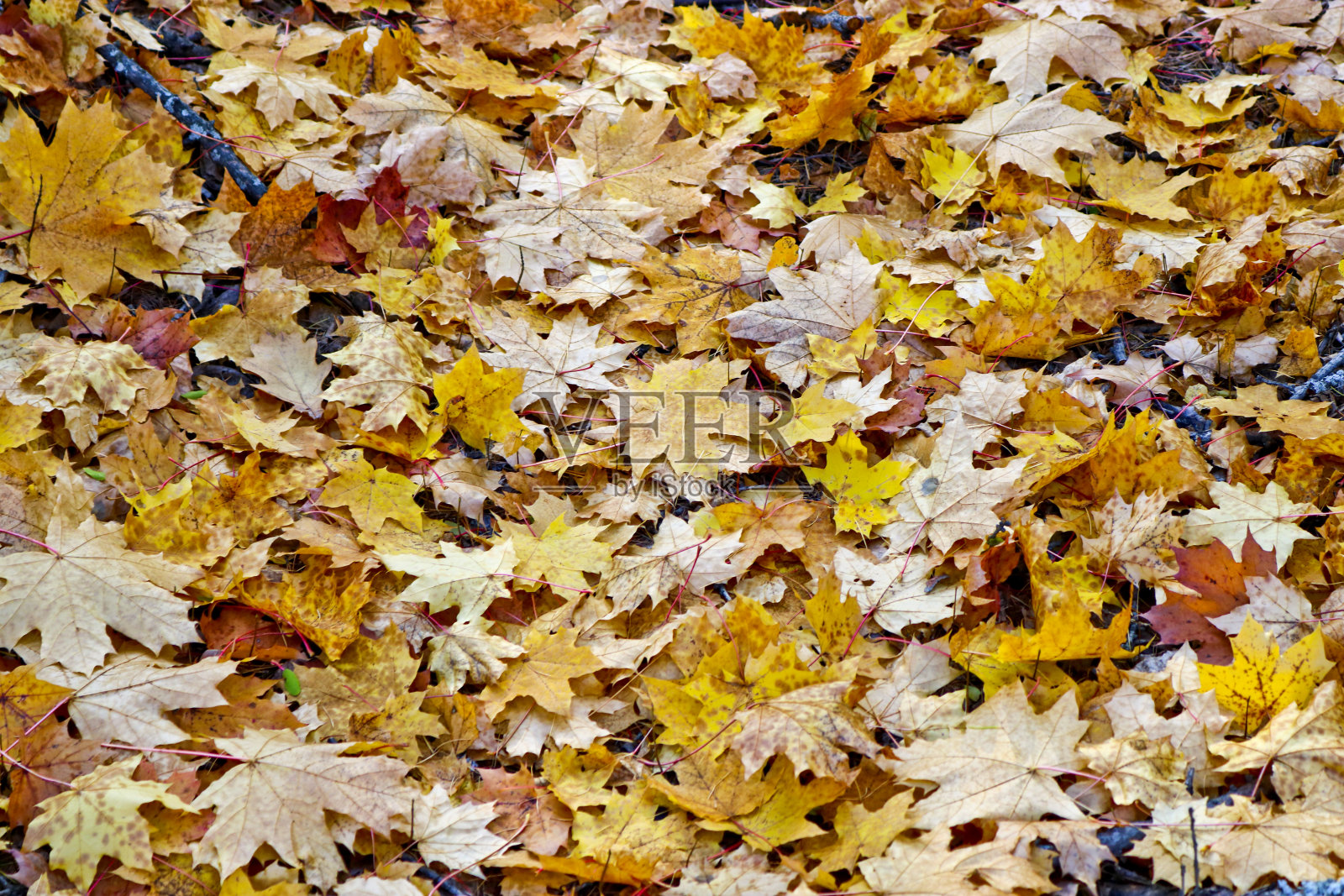 秋天纹理的背景-落下的黄色枫叶。印度的夏天。照片摄影图片