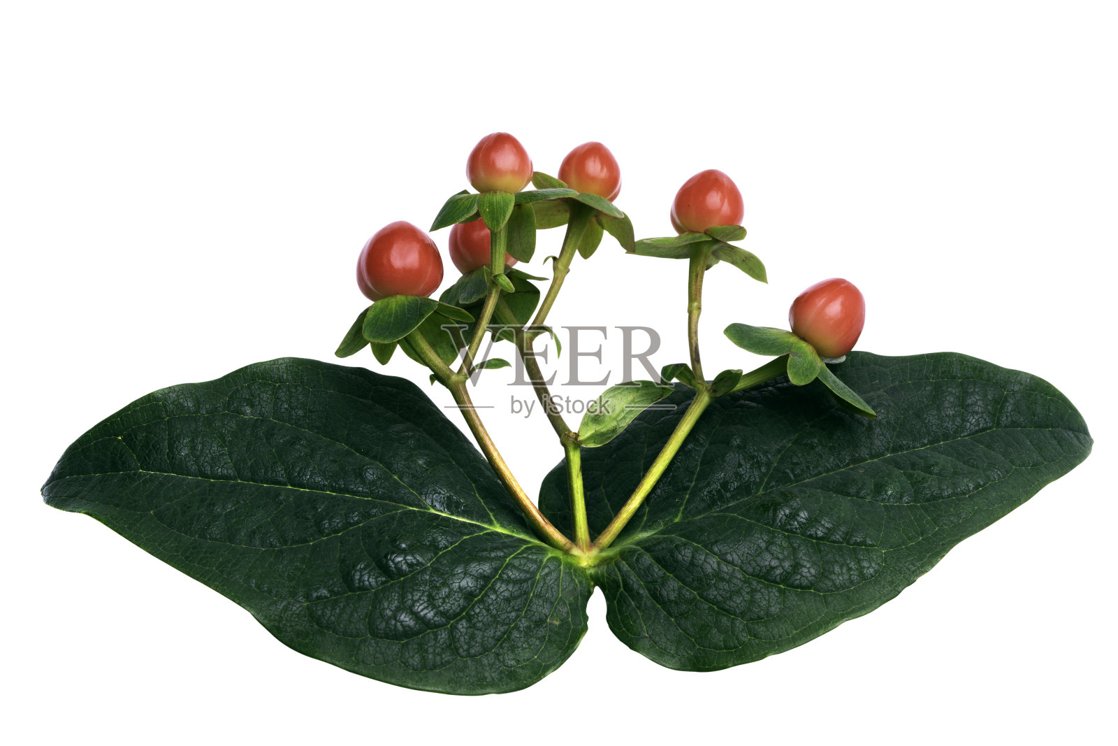 冬青莓枝圣诞照片摄影图片