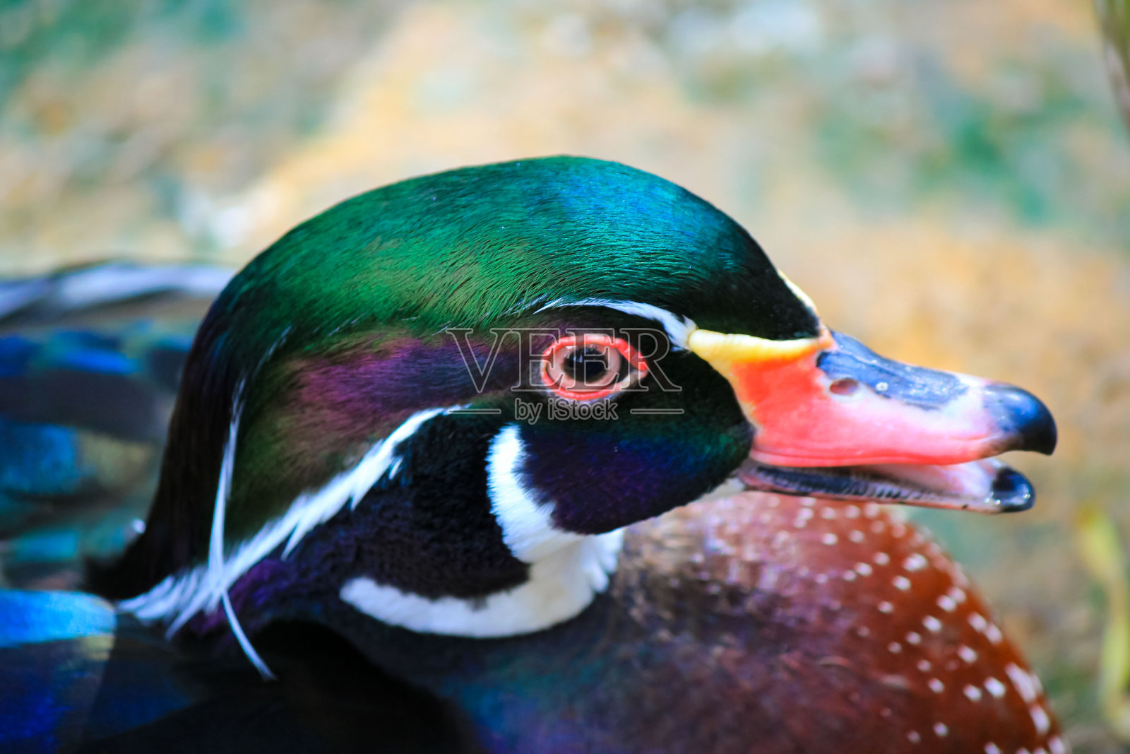 在自然和鸟类摄影近距离观察鸳鸯照片摄影图片