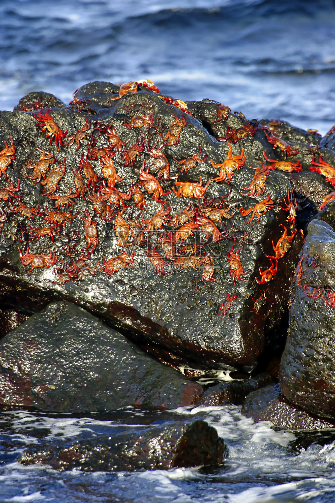 红岩蟹，加拉帕戈斯国家公园，厄瓜多尔照片摄影图片