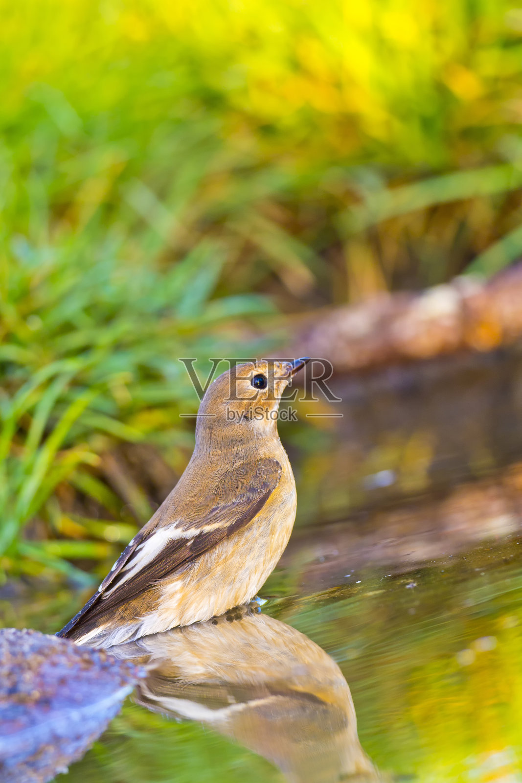 西班牙，地中海森林，森林池塘照片摄影图片