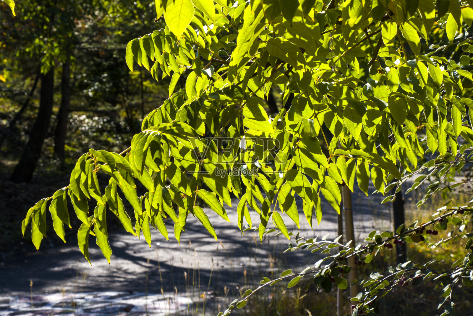 第比利斯植物园，绿色植物和自然背景，日光和户外照片摄影图片