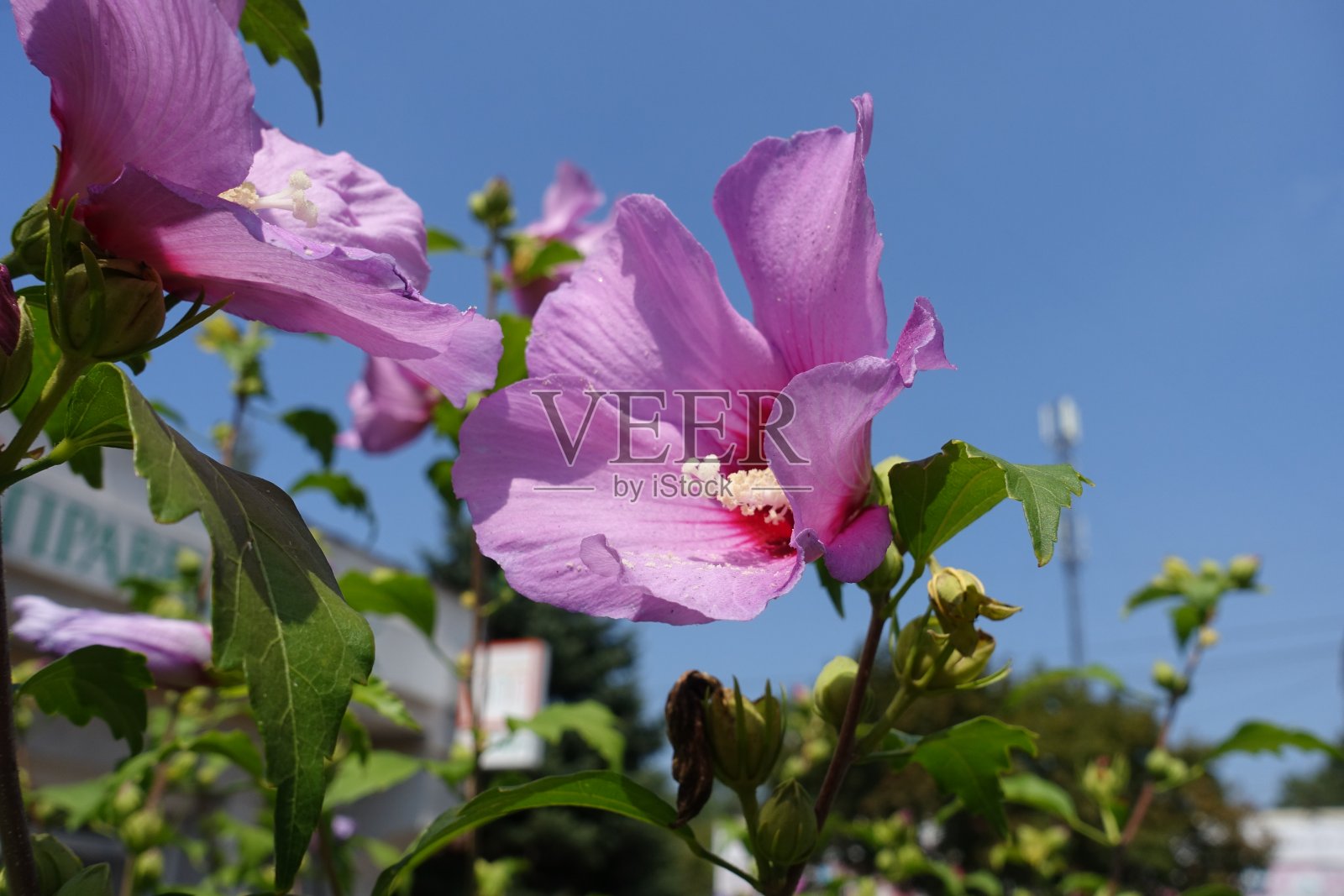 八月中旬，晴朗的蓝天和粉红色的木槿花照片摄影图片