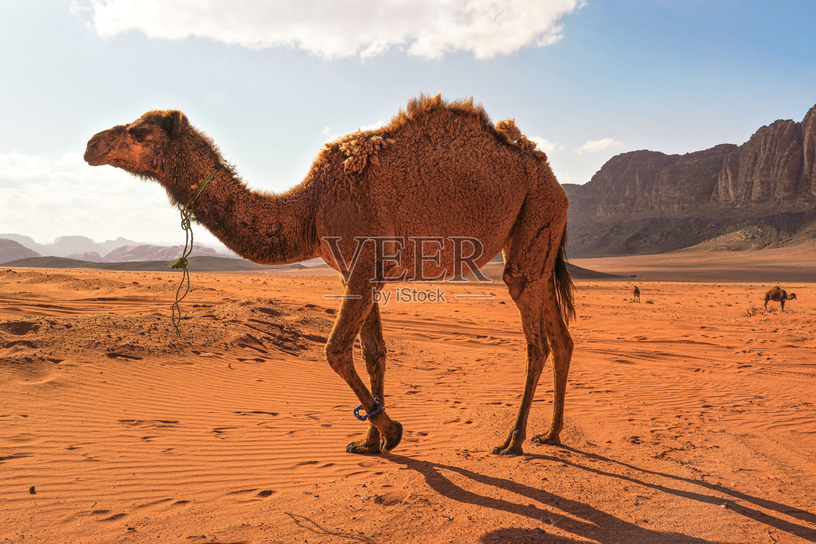 在橙色沙漠中行走的骆驼，前景中有一只大型动物，背景是山脉，典型的瓦迪拉姆风光照片摄影图片