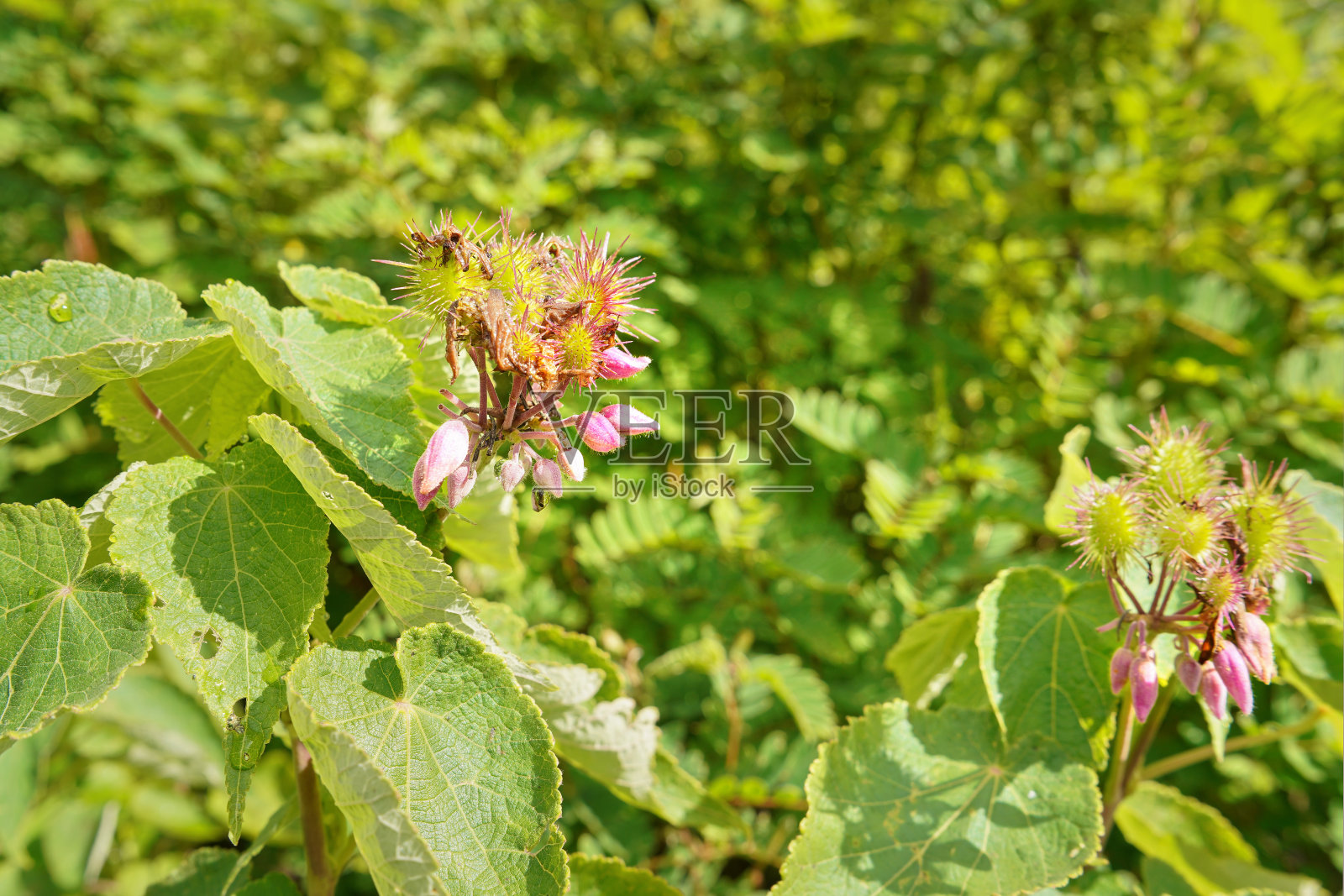 当地的植物-草和小灌木，它的大多数马达加斯加特有生长在Andringitra国家公园，正如看到的徒步到最高峰Boby照片摄影图片