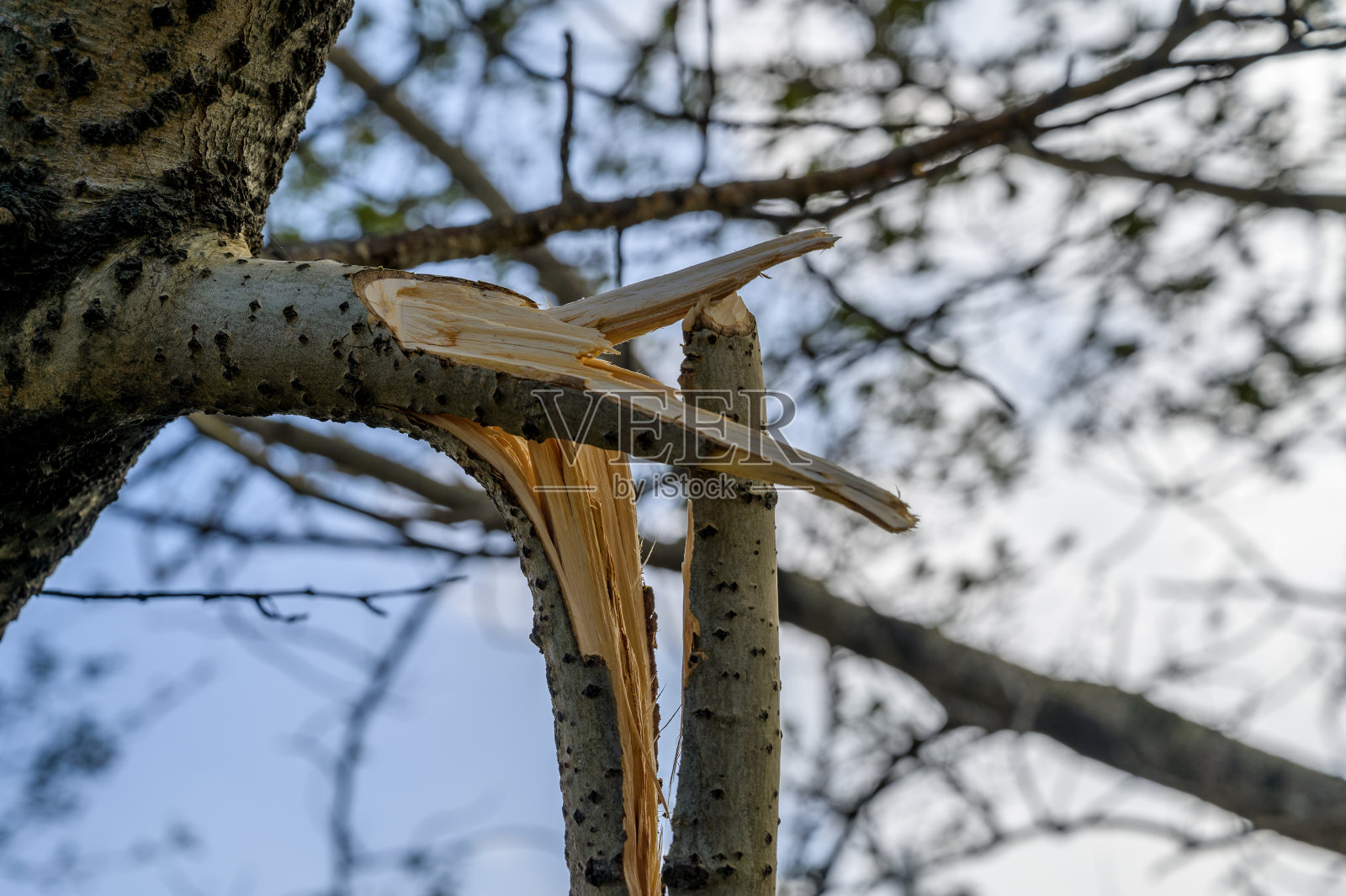 暴风雨后的树木。照片摄影图片
