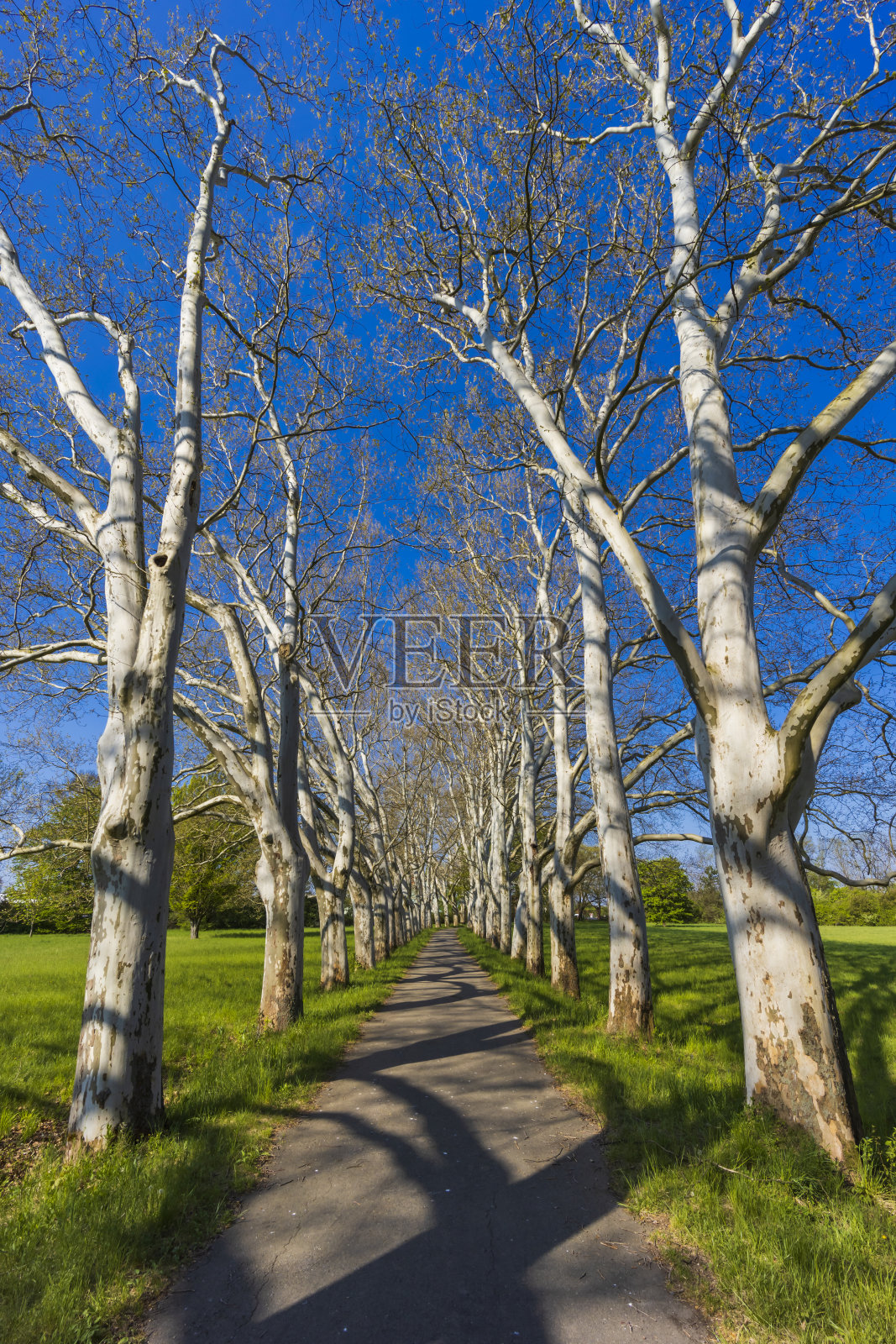 捷克共和国南部摩拉维亚斯特拉斯城堡公园的飞机小巷照片摄影图片