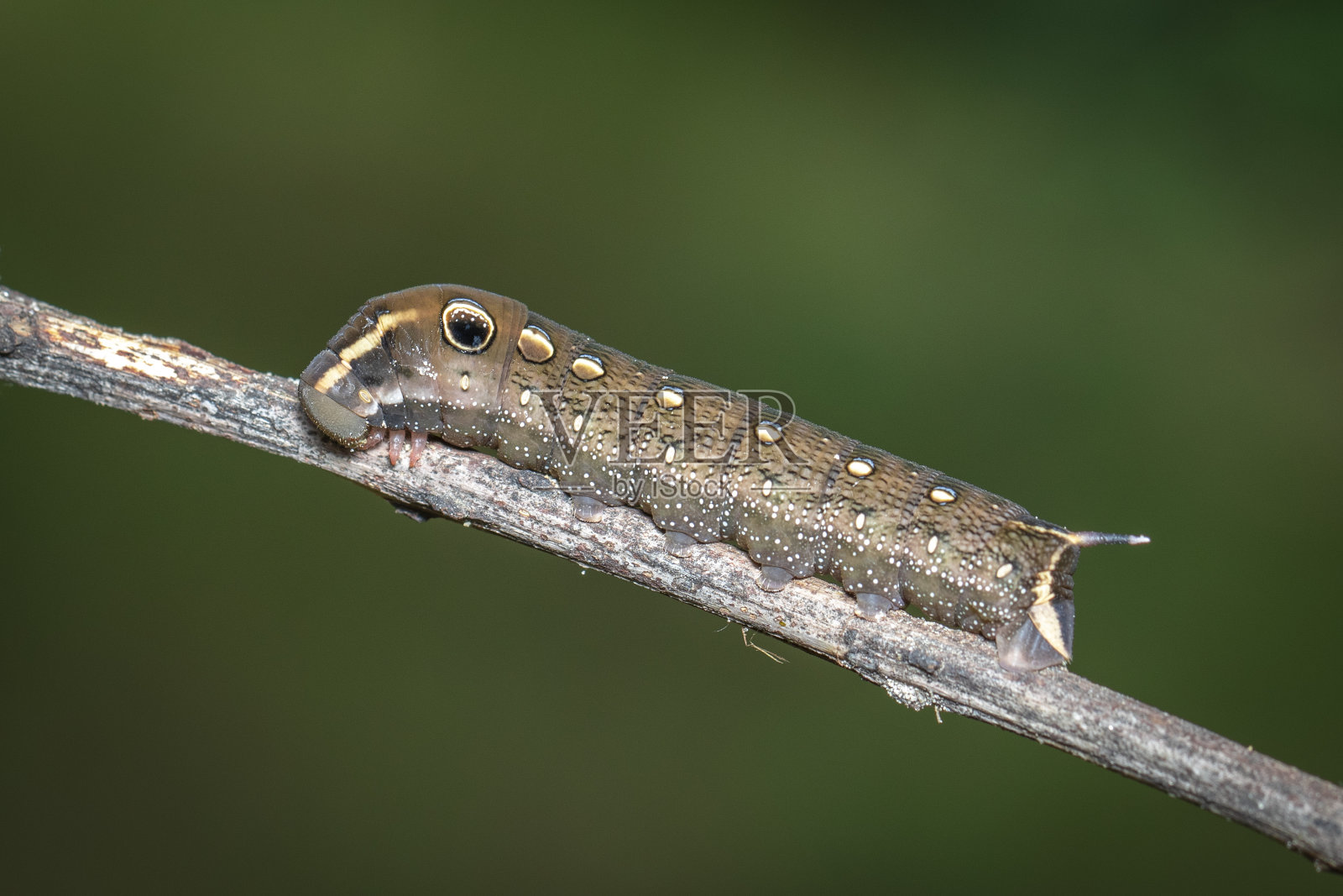 自然背景上树枝上的棕色毛虫图像。昆虫。棕色的蠕虫。的动物。照片摄影图片