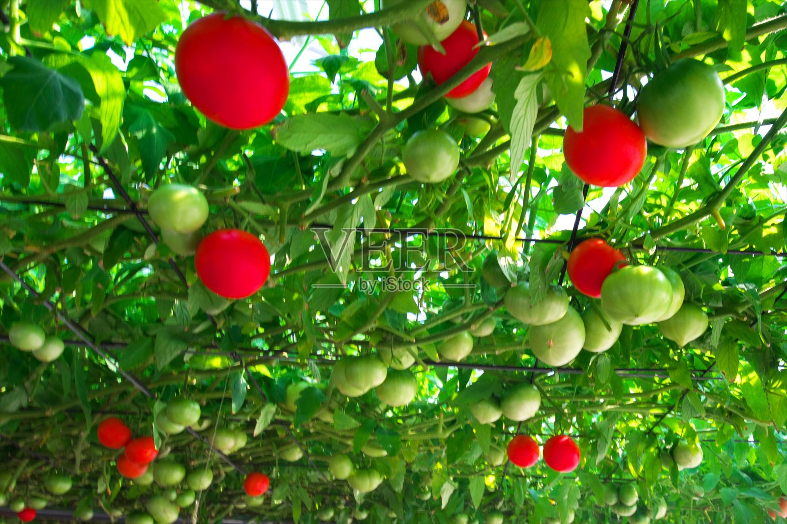 番茄照片摄影图片